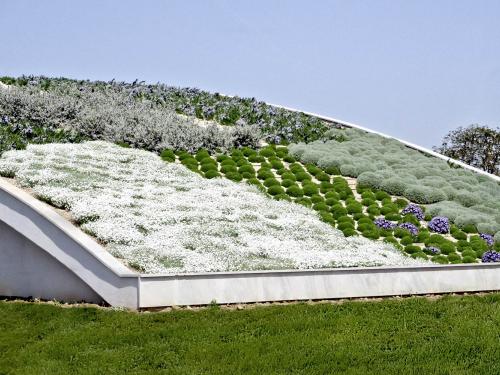 Pitched green roof in full bloom